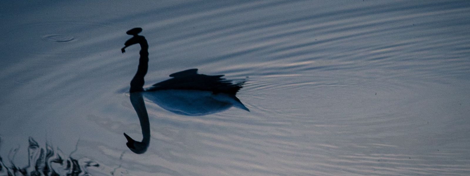 All swans are black